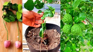 Kaffir Lime Growing From Cut With Onion To Helps Root [upl. by Ravens]