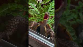 turtlelover aquarium turtoise turtle fish turtlelove animals redearsliderturtle petsvlog [upl. by Lorak599]