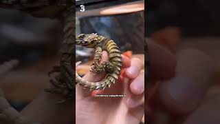 Les 5 lézards les plus cools du monde 🦎🤩 [upl. by Dasa]