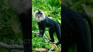 Lion Tailed Macaque ll Rare animal ll సింహతోక మకాక్ ll Telugu Facts ll TOT FACTS [upl. by Fortunato230]