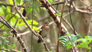 野鴝年輕公鳥或老成母鳥 鳴叫 20121120 Siberian Rubythroat sounding [upl. by Whyte]