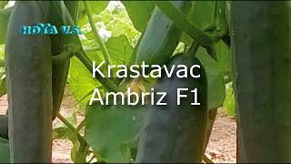 Krastavac Ambriz F1 [upl. by Selinski665]