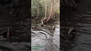 Swamp hangs in NOLA viralreels animals funny [upl. by Rocky622]