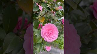 So pretty Camellia flower multiple layers  Melbourne spring time flowers trending [upl. by Aonehc]