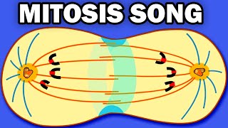 THE MITOSIS SONG [upl. by Marty]