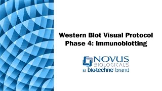 Western Blot Visual Protocol Phase 4 Immunoblotting [upl. by Antonina113]