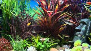 Aquarium Screensaver Fishtank 1080p HD  AMAZON  Aquarium Downloadscom [upl. by Aron471]