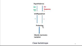 Cours dEndocrinologie vidéo 3  Hormones de lAntéhypophyse [upl. by Halak504]