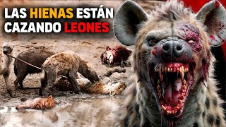 😱 Hienas ATACAN Y DEVORAN manada de Leones  Hiena ataca león [upl. by Noitsirhc]