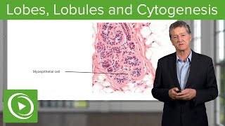 Lobes Lobules and Cytogenesis – Histology  Lecturio [upl. by Ahseenyt]