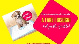 Come insegnare al cane a fare i bisogni nel posto giusto cose da fare e da non fare [upl. by Ashlen]