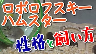 【ハムスターの飼い方】初心者向け！ロボロフスキーハムスターのかわいいところ・飼い方＜初めてのお迎えに必要なもの、ハムスターの種類、ケージ、値段など＞ [upl. by Chancellor733]