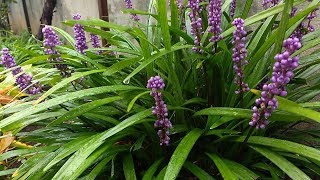 Liriope Muscari royal purple [upl. by Elaynad35]