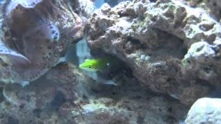 green wrasse baby Halichoeres chloropterus [upl. by Townie]