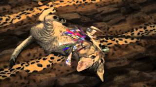 quotNylahquot Jesse amp Jeanas Savannah Kitten Playing with Brother [upl. by Pirnot]