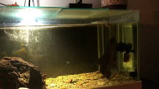 WolfFish Hoplias Aimara live feeding MOUSE [upl. by Woehick]