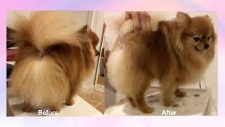 How to Groom a pomeranian dogs tails stepbystep [upl. by Annirok]