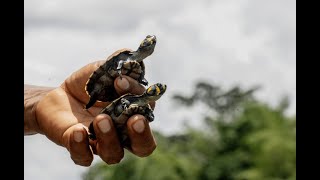 La comunidad Cofán Zábalo logró evitar la desaparición de tortugas en el río Aguarico [upl. by Redmer]