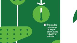 The malaria cycle  how malaria infects humans [upl. by Eeleak955]