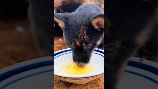 Cute Babby Dog Feeding Eggs🐕 shorts youtubeshorts dog [upl. by Gunilla]