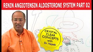 Renin Angiotensin Aldosterone System  RAAS Part 2👨‍⚕️ [upl. by Gladi377]