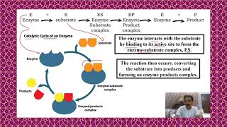 Chapter 2  First Year Biology  Enzymes Part 3  Mechanism of enzyme action  Sindh Text Board [upl. by Eneres120]