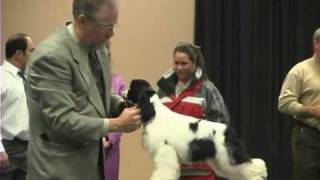 2008 Flushing Spaniel Show  PBJ Cockers BBEx Entries [upl. by Dimah]