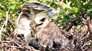 Young Raptors Growing Strong in the Nest  Stunning Bird of Prey CloseUp BirdPlusAnimals [upl. by Odraboel]