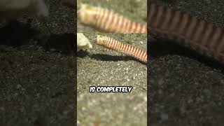 Why Are Bobbit Worms So Dangerous [upl. by Mosra511]