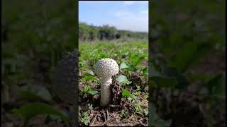 SETA de los PRADOS AMANITA VITTADINII [upl. by Atrahc632]