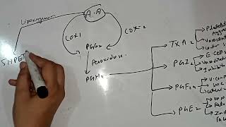 Eicosanoids Thromboxanes Protaglandins Leukotriene Lecture 6 Lipid Biochemistry 1st Year MBBS [upl. by Adnopoz]