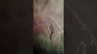 Yellow vented Bulbul subscribe birds nature shortsfeed shorts cambodia wildlife [upl. by Elston]