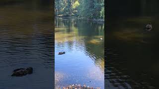 Ducks at a beautiful lake in Tollymore Forest Park Filmed by Vivian Smiling on 17 Sept 2024 [upl. by Ag]