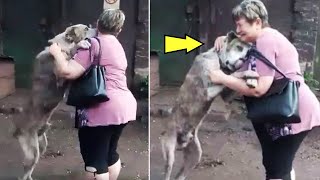 When This Stray Dog Sees a LongLost Friend His Emotional Reaction Will Leave You in Tears [upl. by Notniw569]