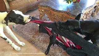 Harlequin Puppy Pulls Great Dane On A Blanket [upl. by Suh]