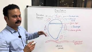 DECIDUA  general embryology [upl. by Nee]