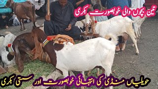 havelian Bakra Mandi new update milking goat with kidsby Sajjad Khan vlog [upl. by Ahseiym218]