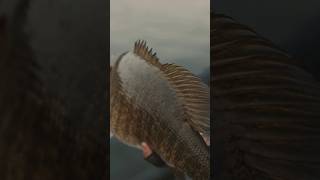 Late season bassin fever🥵 youtubeshorts [upl. by Nrol]