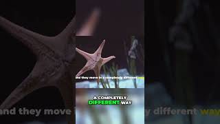 Starfish Why Theyre Not Fish and Their True Identity [upl. by Bing]