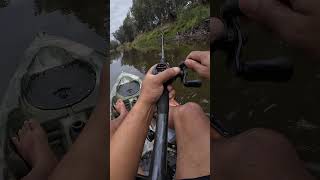 top water bite kayakfishing [upl. by Gnilrits]