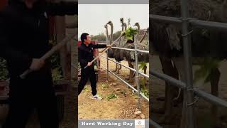 The Process Of Feeding The Ostrich [upl. by Santana]