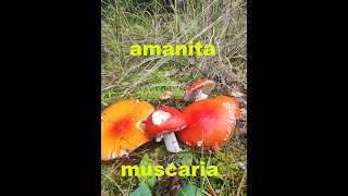 amanita muscaria full version [upl. by Bradstreet]