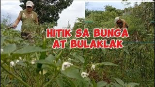 HITIK NA SA BUNGA AT BULAKLAK SILING LABUYO [upl. by Zimmermann]