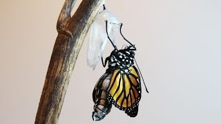 A Caterpillar Transforms Into A Monarch Butterfly [upl. by Ut202]