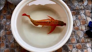 Unbelievable Wild Super Red Arowana Most Beautiful amp Rare Arowana Fish [upl. by Animaj499]