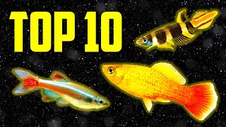 Top 10 Coldwater Fish That Dont Need a Heater [upl. by Nit804]