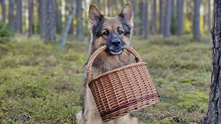 SŁYSZELIŚMY WYCIE W LESIE 😱 schowałam się Aresowi [upl. by Eduj]