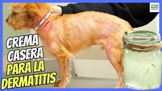 🔴 ¿COMO HACER UNA CREMA DE ALOE VERA CASERA PARA PERROS CON DERMATITIS 💝 [upl. by Eeliah65]