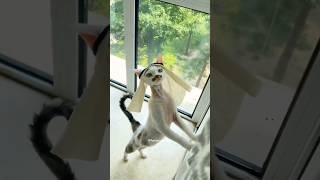 Saudi Arabian Cat funny cat funnyshorts funnyvideo [upl. by Vladimir]