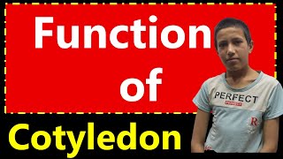 Function Of Cotyledons  Structure and Function of Plants [upl. by Warfourd]